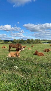 草原上悠闲的牛群