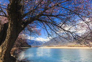 湖畔春树与远处雪山美景