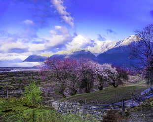 春日山间烂漫樱花美景