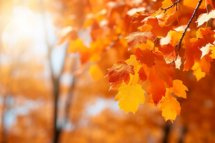 秋日阳光下的金黄枫叶