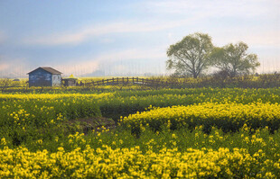 金黄花海中的小屋树木