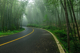 雾中蜿蜒的林间公路