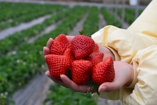 手捧新鲜诱人的草莓