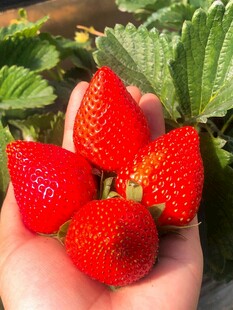 手捧新鲜诱人的红草莓