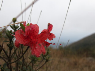 山间艳丽红杜鹃