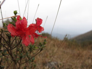 野外绽放的艳丽红杜鹃