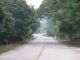 林间公路 静谧自然之景