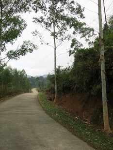 乡间小路 绿树相伴