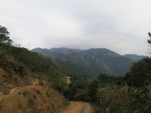 山间小道旁的秀丽山林景色