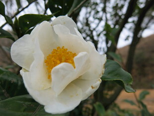 洁白山茶花特写