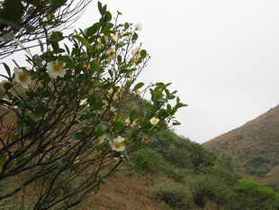 山间绽放的清新白色小花