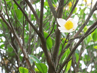 枝头绽放的素雅白色花朵