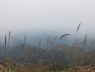 雾中摇曳的山间芦苇