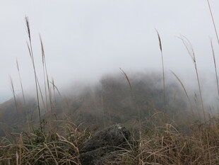 雾中荒野的萧瑟景象