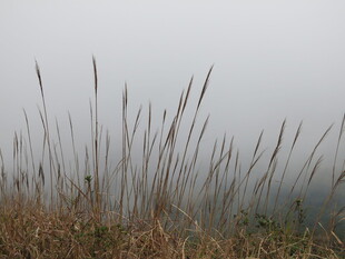 雾中芦苇 朦胧自然之美