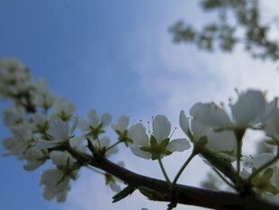枝头绽放的洁白花朵