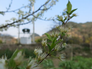 春日枝头嫩绿初绽