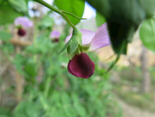 深紫悬铃花特写
