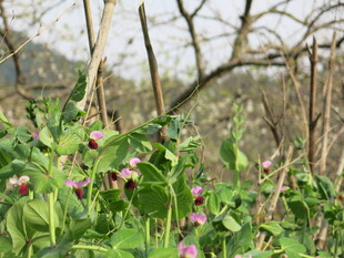 野外生长的紫色花朵植物