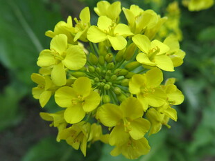 黄色簇拥小花绽放