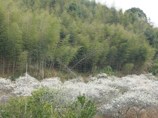 山林间的白色花丛景观