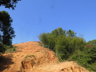 户外土坡旁的葱郁树林