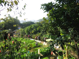 山间绿意盎然的田园小径