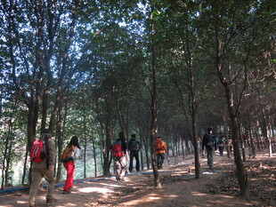 森林中徒步的人群