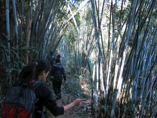 竹林中徒步的探险者
