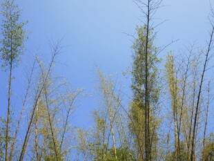 蓝天映衬下的挺拔树木