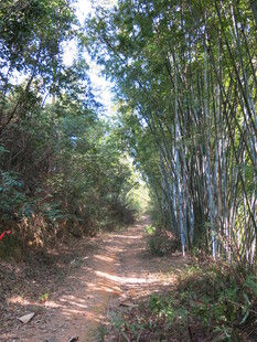 林间小道 绿意盎然的自然路