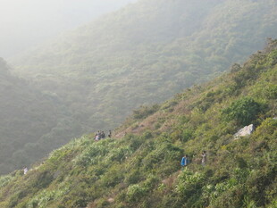 山间羊群漫步绿意山坡