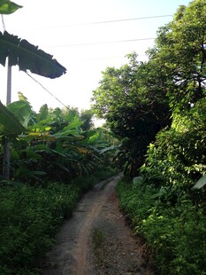 乡间小路 绿意盎然的风景
