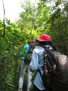 徒步者穿行于茂密林间