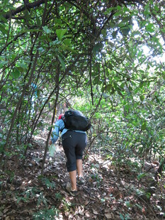 徒步者穿行于茂密树林间