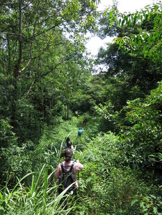 徒步者穿行于茂密林间