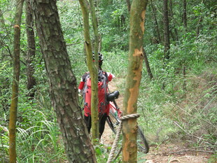 徒步者穿行于茂密林间