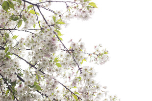 樱花枝头绽放的洁白花朵