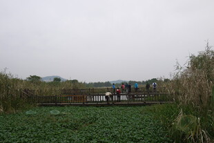 湿地风光中的木桥与绿植