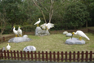 草地上的白鹭雕塑景观