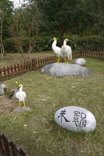 天鹅雕塑装点园林美景