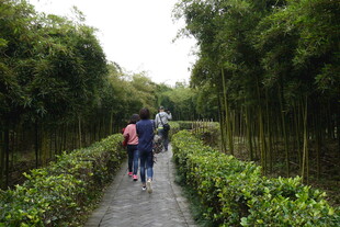 漫步竹林间的温馨家庭行