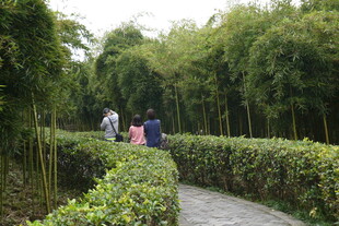 漫步竹林小径赏清幽景致