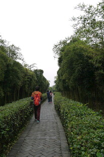 徒步者穿行于绿意小径