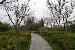 林间漫步小道 绿意盎然