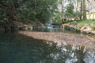 宁静溪边的自然景致