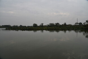 宁静湖面与岸边树木景观