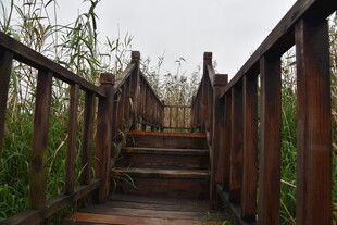 林间木质栈道蜿蜒向上