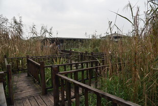 湿地木栈道景观