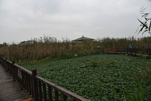 木栈道旁的水生植物景观